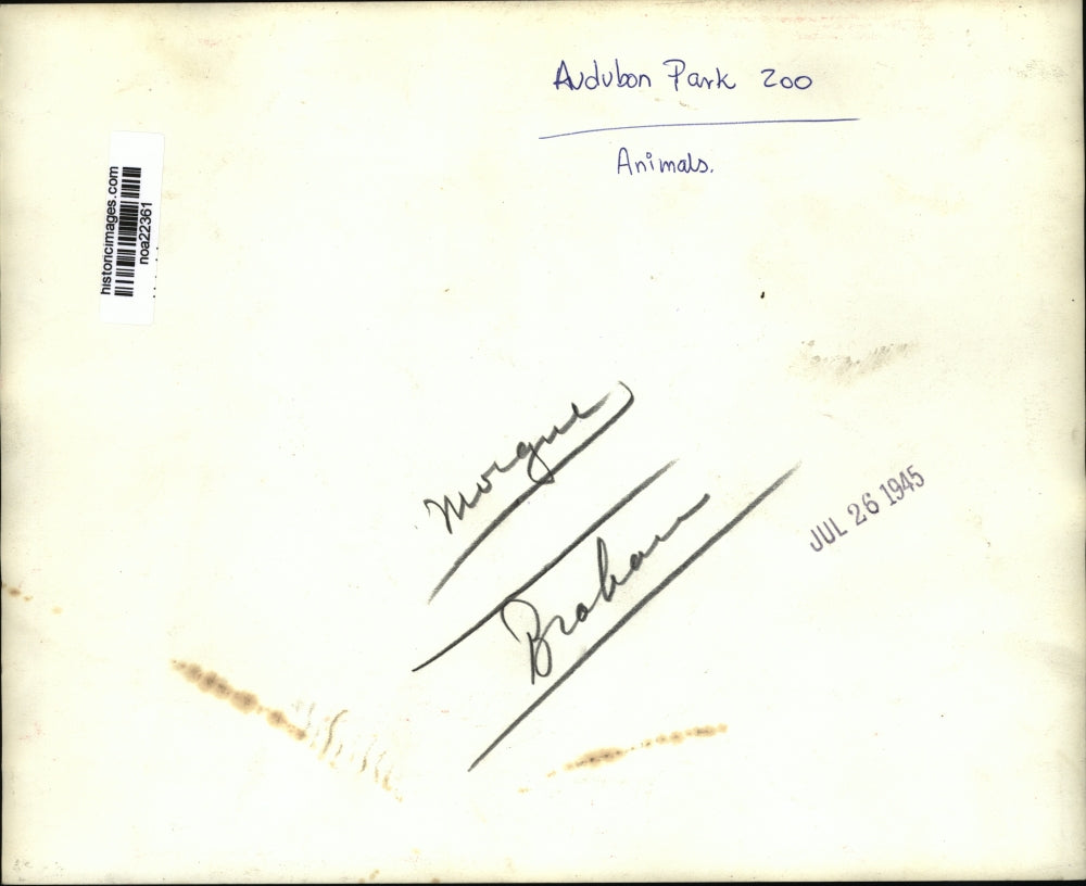 1945 Press Photo New Orleans Audubon Zoo - Animal Wearing a Bridle - noa22361