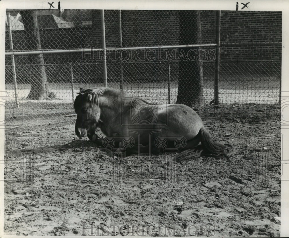 1960 Press Photo New Orleans Audubon Zoo - Brooks, First Forest Horse Born in US- Historic Images