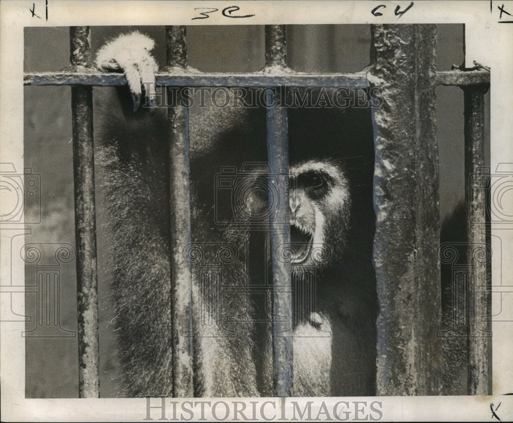 1965 Press Photo New Orleans Audubon Zoo - White Handed Gibbon Ape in Cage