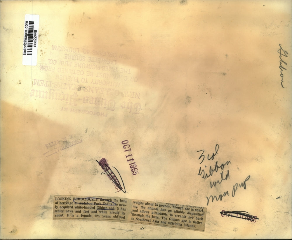 1965 Press Photo New Orleans Audubon Zoo - White Handed Gibbon Ape in Cage