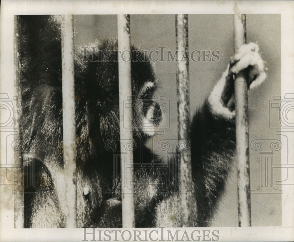 1965 Press Photo New Orleans Audubon Zoo - Gibbon Ape at the Park in Cage- Historic Images