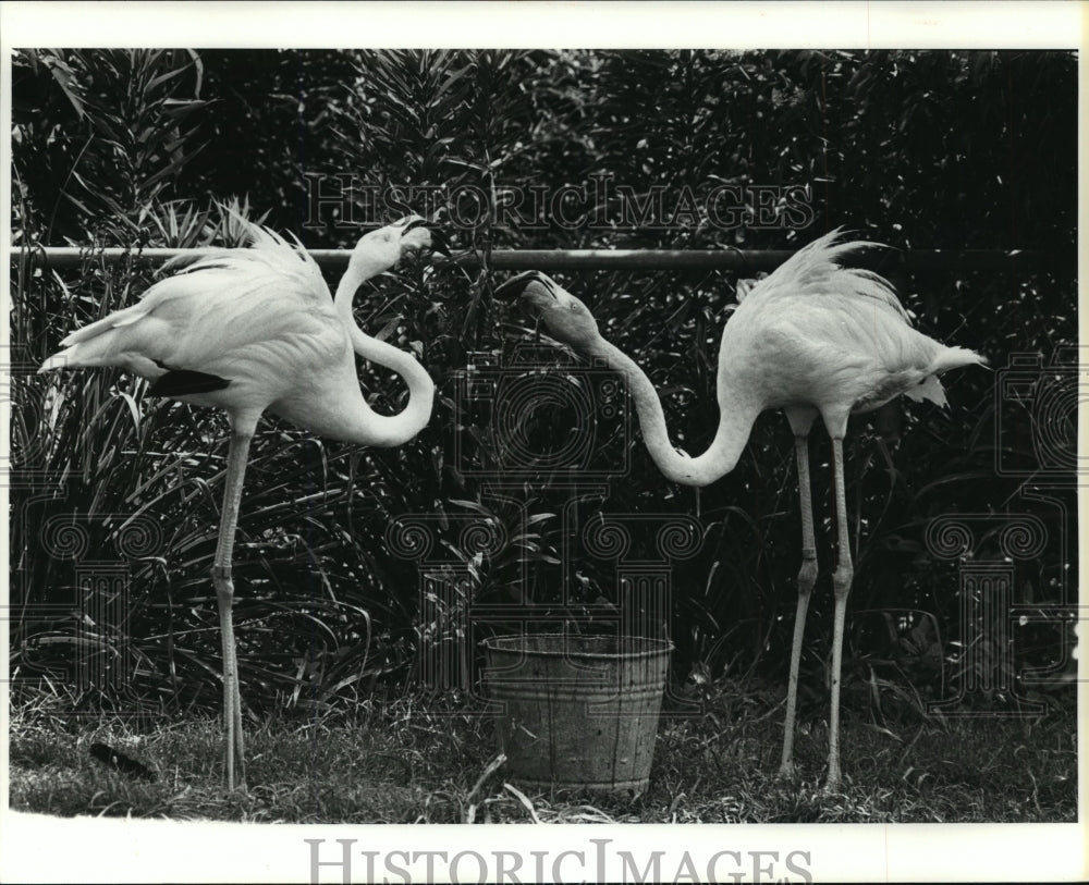 1978 Press Photo New Orleans Audubon Park Zoo - Pair of Flamingos Chatting- Historic Images