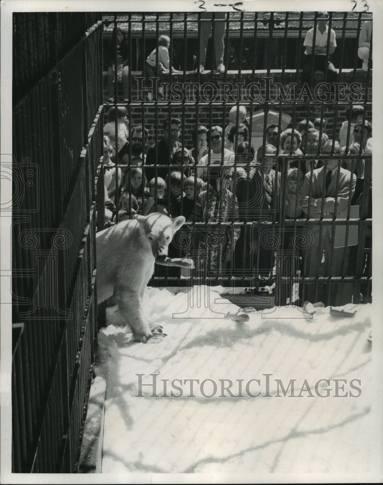 1970 Press Photo Audubon Park Zoo - Polar Bear and Visitors, New Orleans- Historic Images