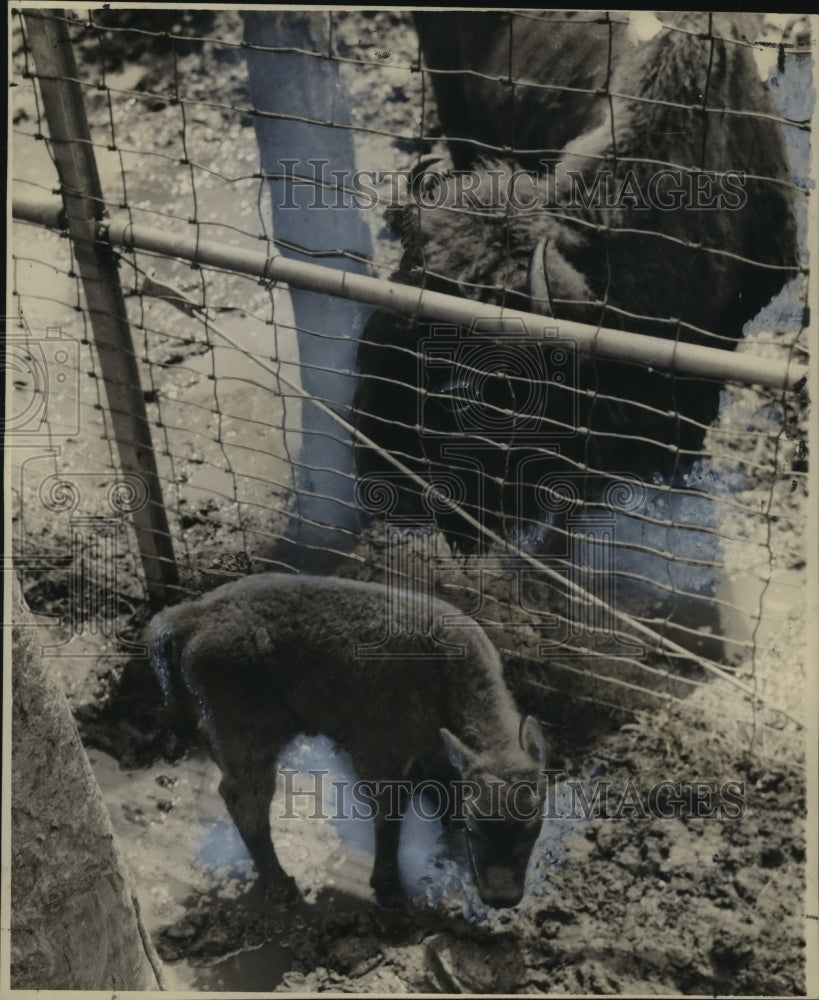 1945 Press Photo Audubon Park Zoo - Mina, American Bison, With Her New Baby