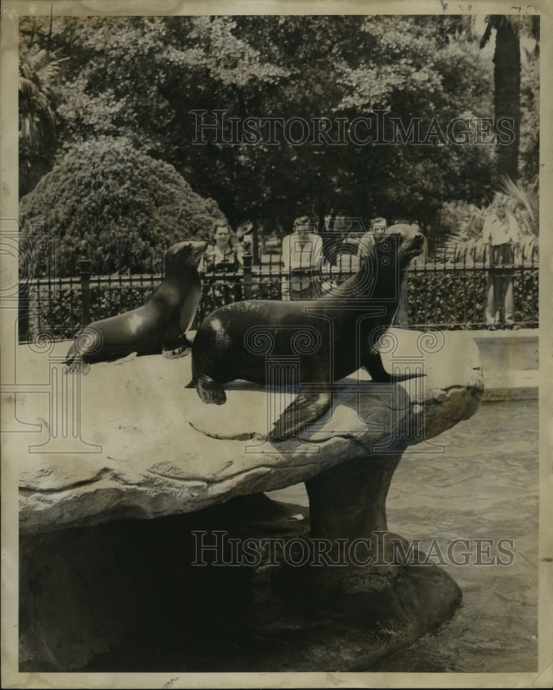 1952 Press Photo Audubon Park Zoo - Sea Lions, New Orleans, Louisiana- Historic Images