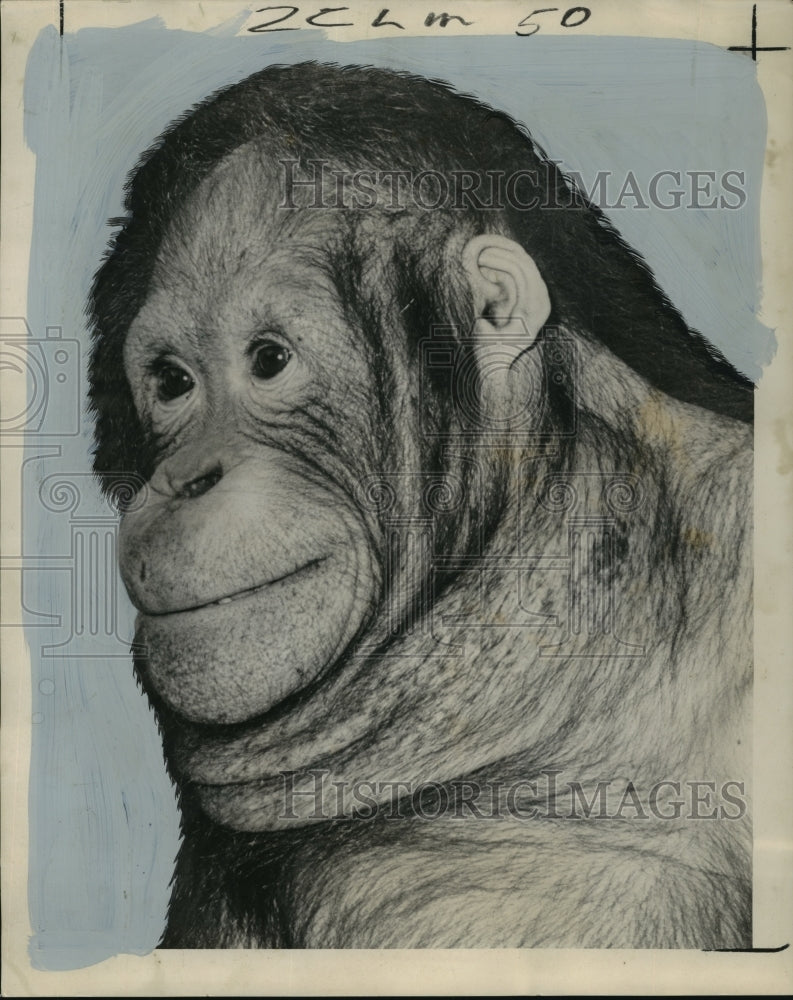 1965 Press Photo Audubon Park Zoo - New Orangutan at New Orleans, Louisiana Zoo- Historic Images