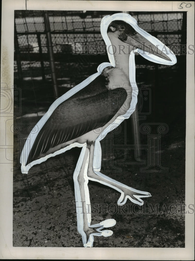 1955 Press Photo Audubon Park Zoo - Socrates the Stork, New Orleans, Louisiana- Historic Images