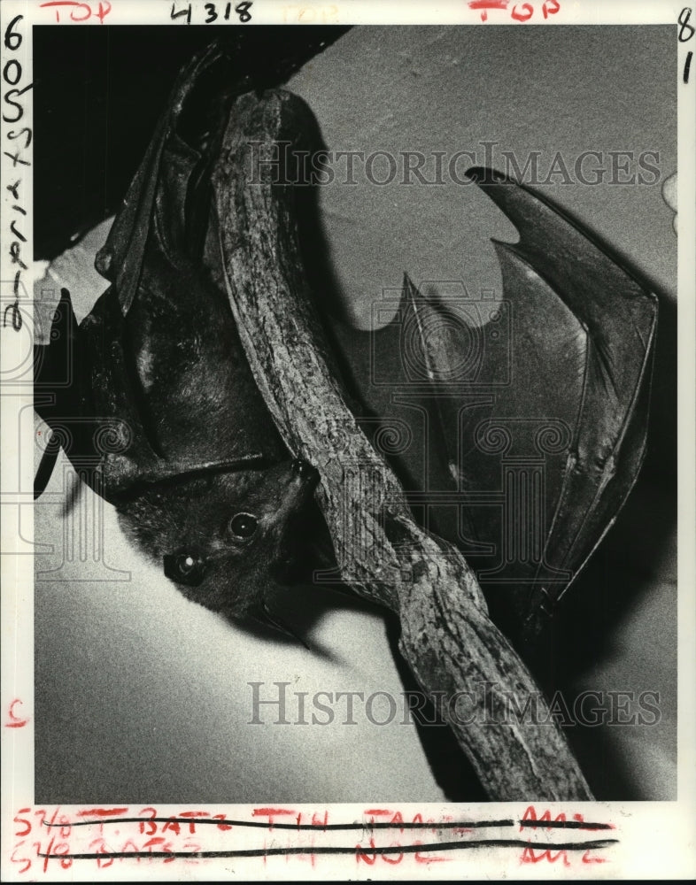 1983 Press Photo Audubon Park Zoo - Indian Fruit Bat, New Orleans, Louisiana- Historic Images