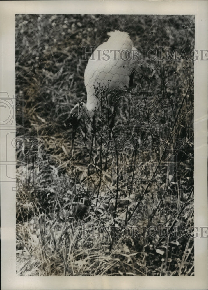 1956 Press Photo Audubon Park Zoo - Whooping Crane, New Orleans, Louisiana- Historic Images