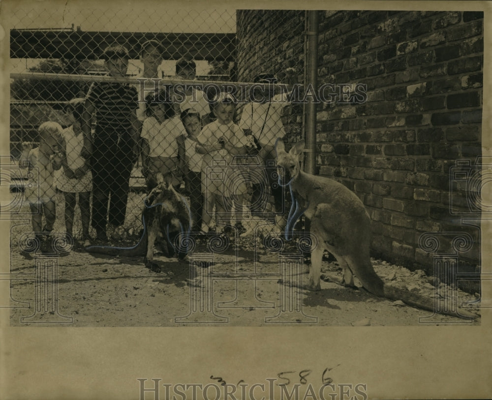 1961 Press Photo Children View Kangaroos at Audubon Park Zoo, New Orleans