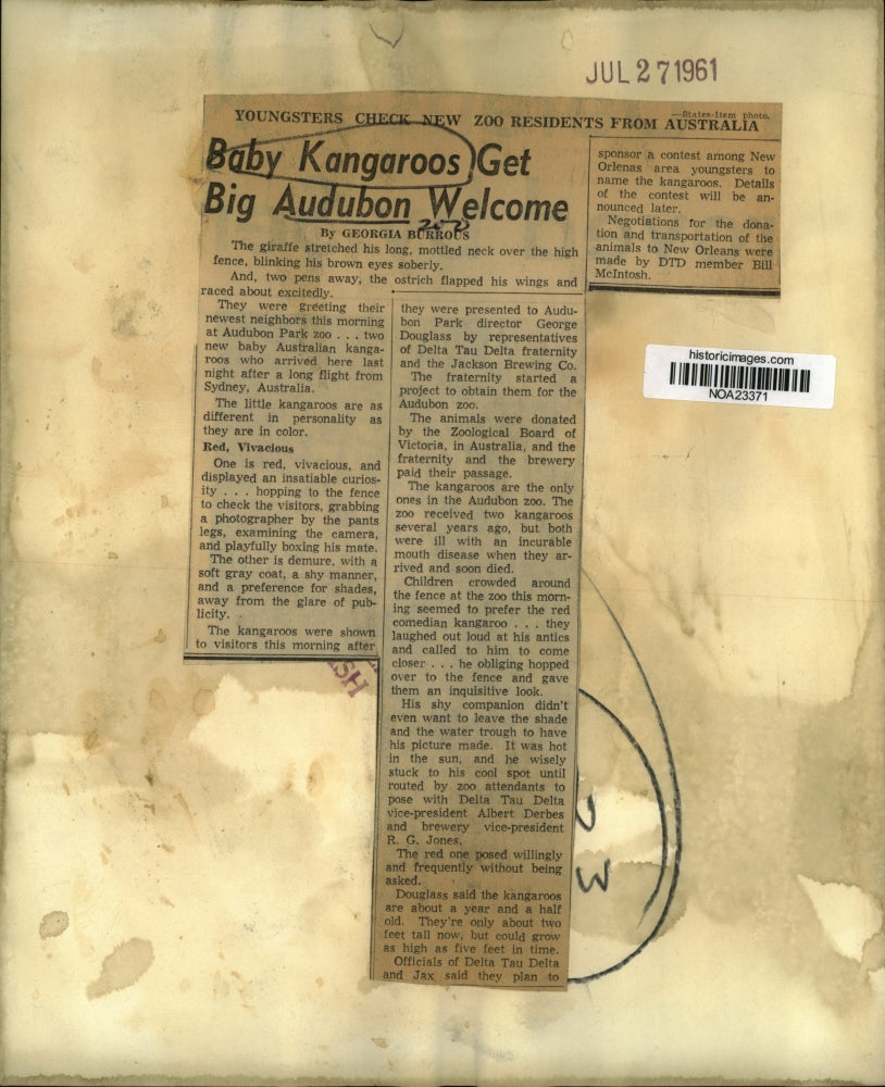 1961 Press Photo Children View Kangaroos at Audubon Park Zoo, New Orleans