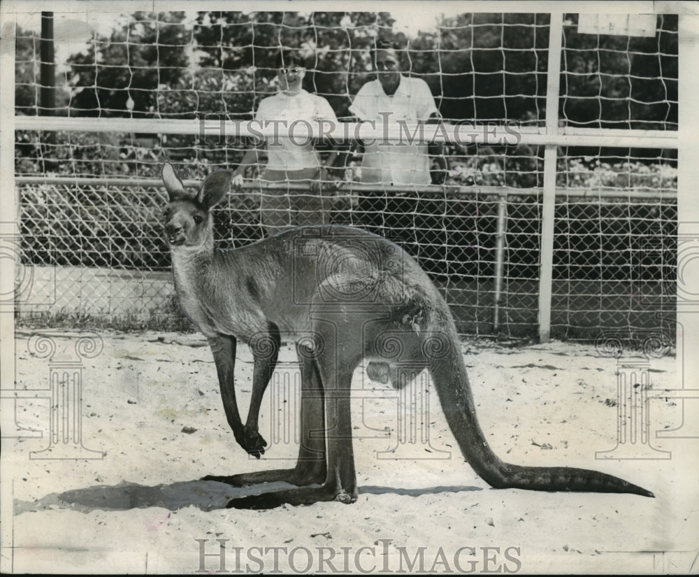 1965 Press Photo Visitors Admire Kangaroo at Audubon Park Zoo, New Orleans- Historic Images