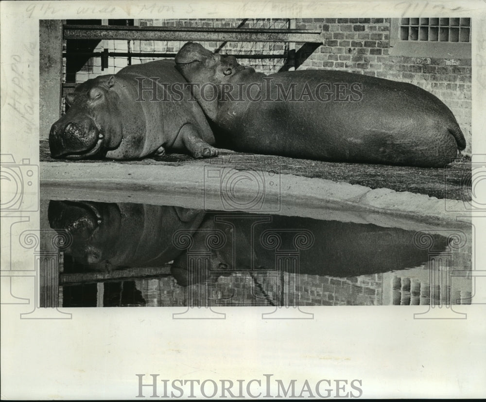 1978 Press Photo Hippopotamuses Nap at Audubon Park Zoo, New Orleans - noa23391- Historic Images