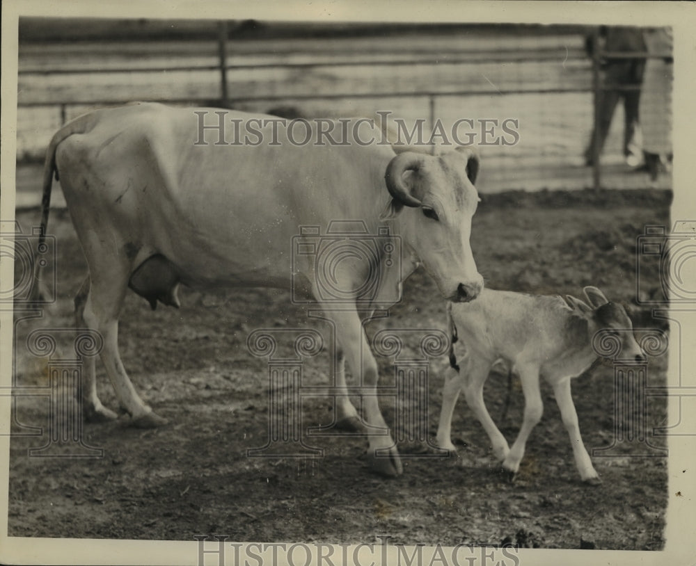 1938 Press Photo New Orleans Audubon Park Zoo - Baby Sacred White Calf with Mom- Historic Images