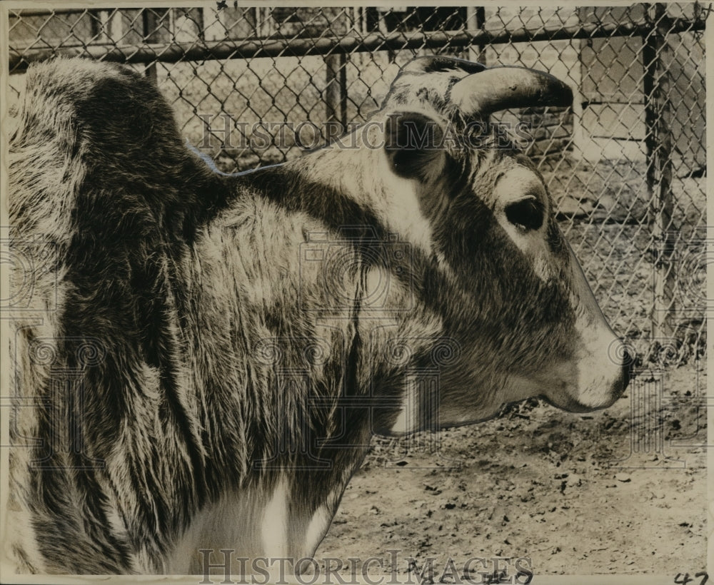 1963 Press Photo New Orleans Audubon Park Zoo - A Zebu in an Exhibit - Historic Images