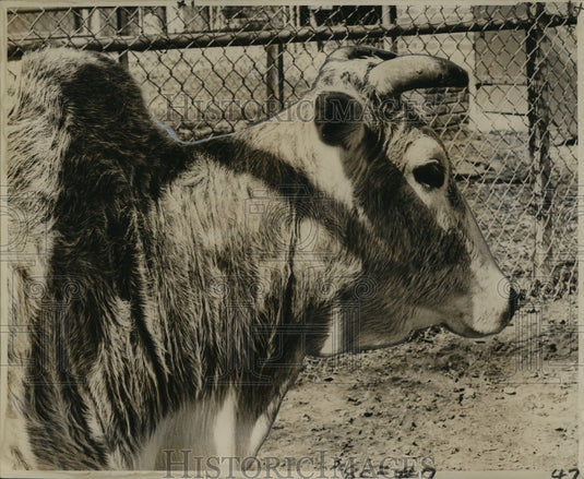 1963 Press Photo New Orleans Audubon Park Zoo - A Zebu in an Exhibit - Historic Images