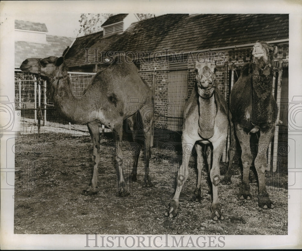 1955 Press Photo New Orleans Audubon Park Zoo - Three Camels in Exhibit- Historic Images