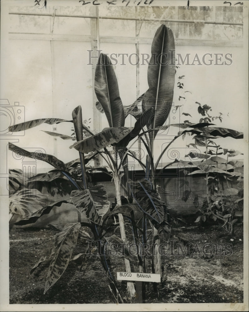 1962 Press Photo Blood Banana Plant at Audubon Park Greenhouse- Historic Images