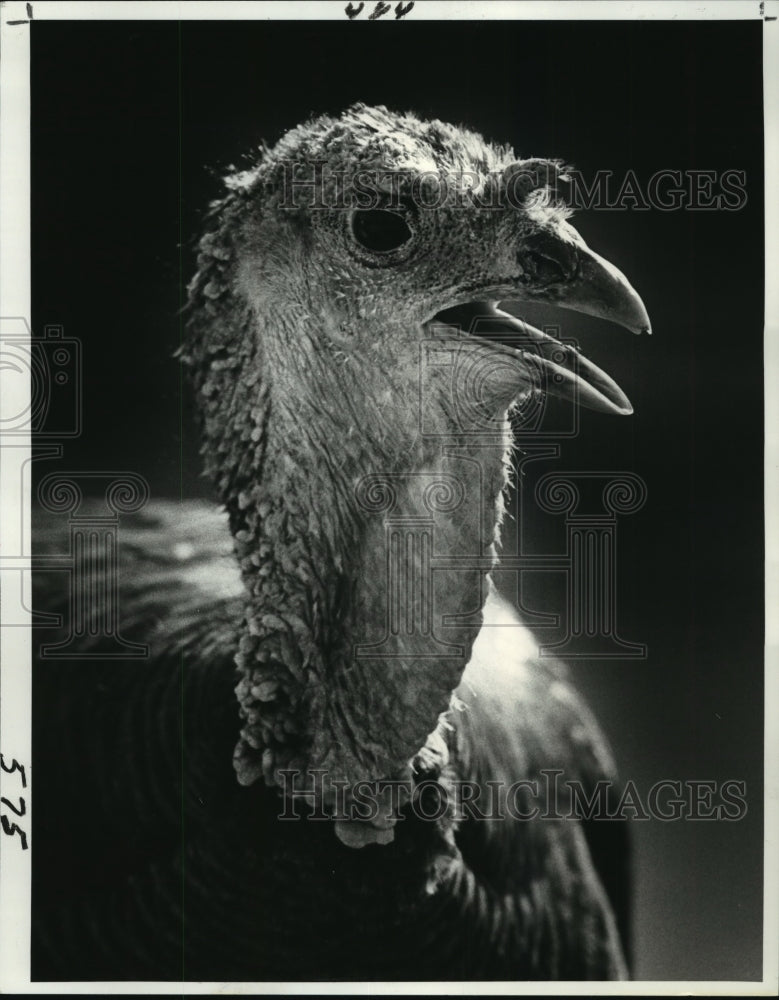  Press Photo New Orleans Audubon Zoo - Resident Turkey Named Henrietta- Historic Images