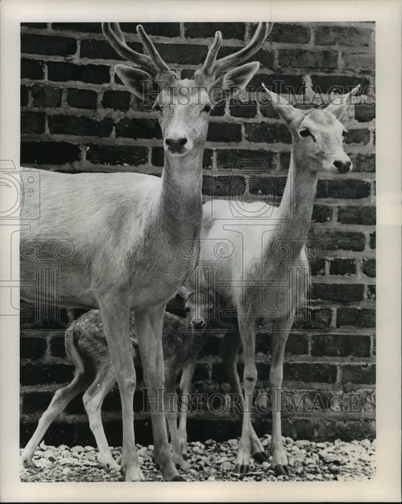 1965 Press Photo Family of Deer at Audubon Park Zoo, New Orleans - noa24421