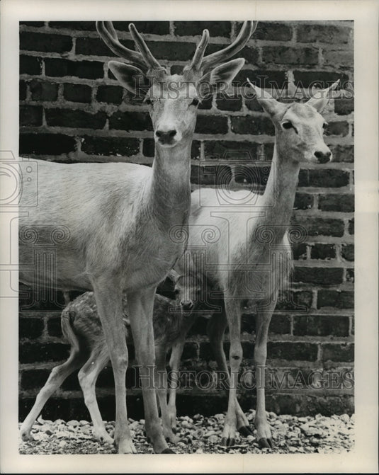 1965 Press Photo Family of Deer at Audubon Park Zoo, New Orleans - noa24421