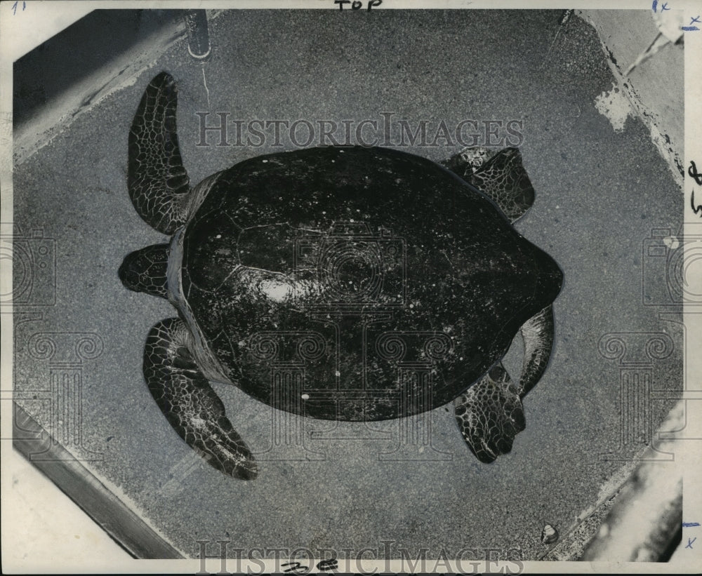 1965 Press Photo Green Turtle at Audubon Park Zoo, New Orleans- Historic Images