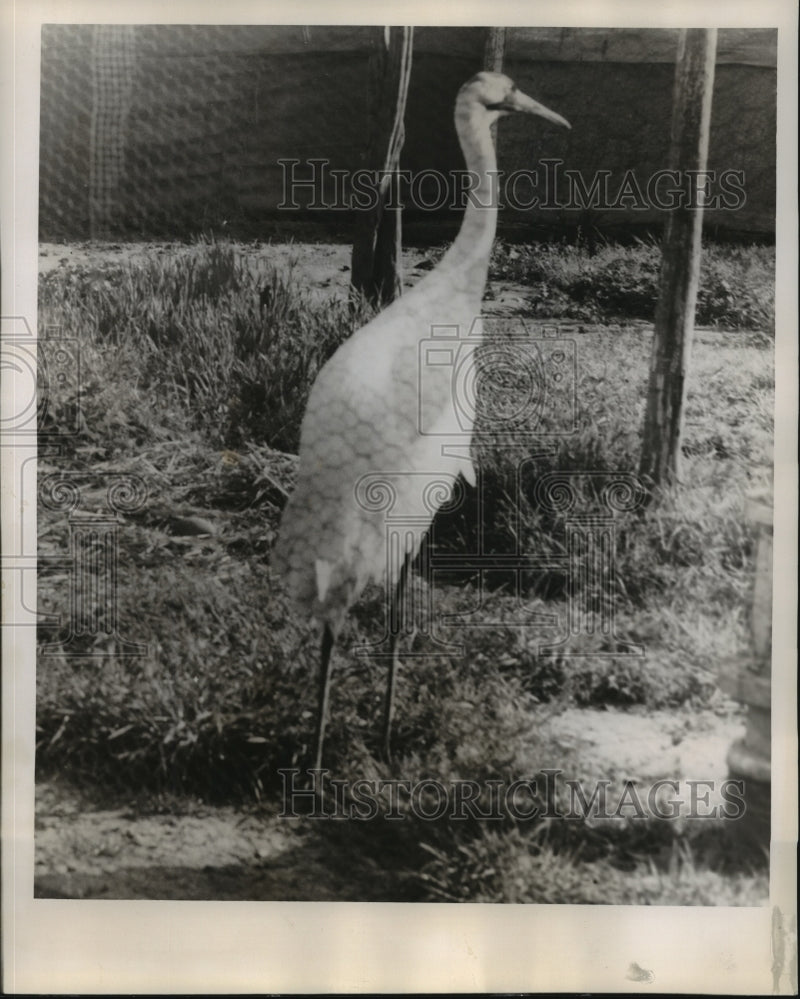 Load image into Gallery viewer, 1958 Press Photo Audubon Zoo - Crip the Whooping Crane with Eggs, New Orleans
