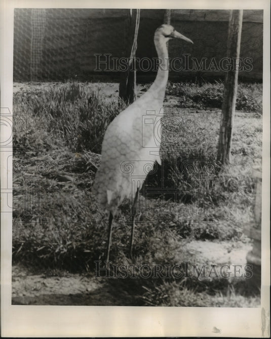 1958 Press Photo Audubon Zoo - Crip the Whooping Crane with Eggs, New Orleans