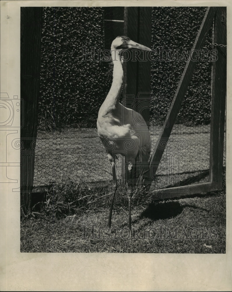 1961 Press Photo Pepper, 3-year-old Whooping Crane, Audubon Zoo, New Orleans- Historic Images