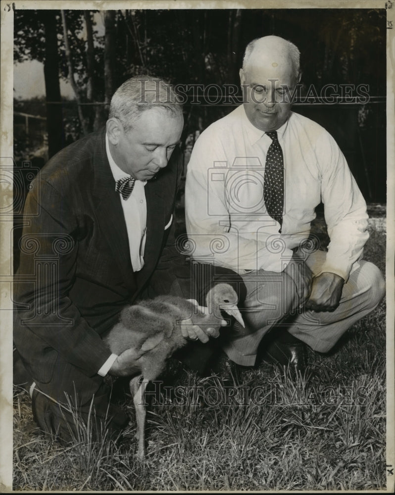 Load image into Gallery viewer, 1957 Press Photo Audubon Zoo- George Douglass, John Baker, Whooping Crane Chick
