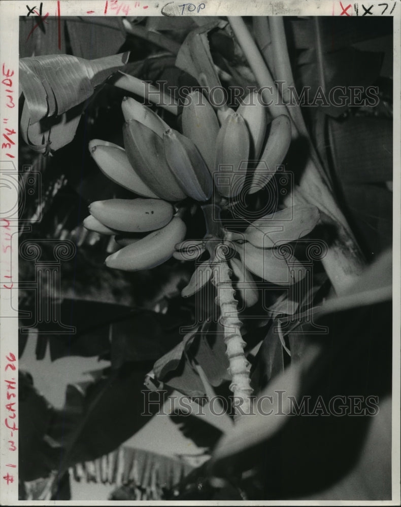 1971 Press Photo Bananas Ripening on a Tree, New Orleans, Louisiana - noa25590