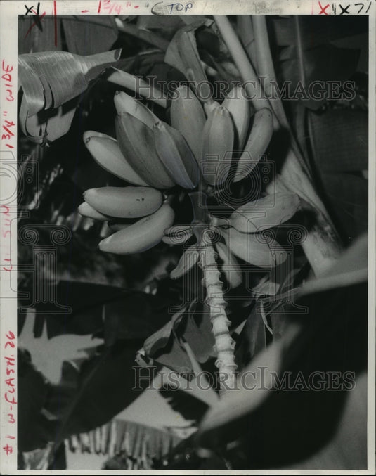 1971 Press Photo Bananas Ripening on a Tree, New Orleans, Louisiana - noa25590