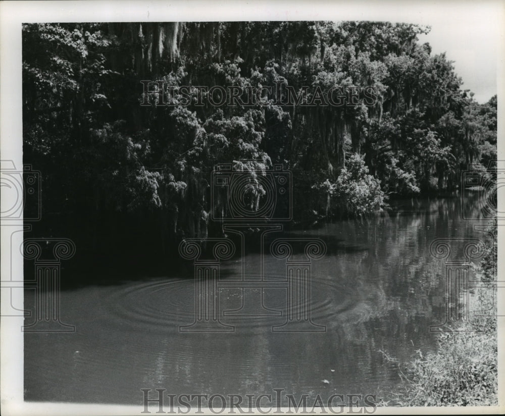 1963 Press Photo Bayou Lafourche - Trees Over Bayou Lafourche, Louisiana- Historic Images