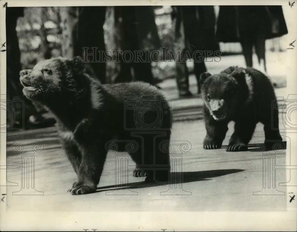  Press Photo Two Young Bear Cubs- Historic Images