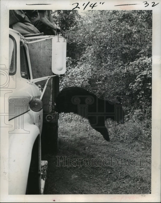 1964 Press Photo Minnesota Black Bear Released into Atchafalaya Basin- Historic Images