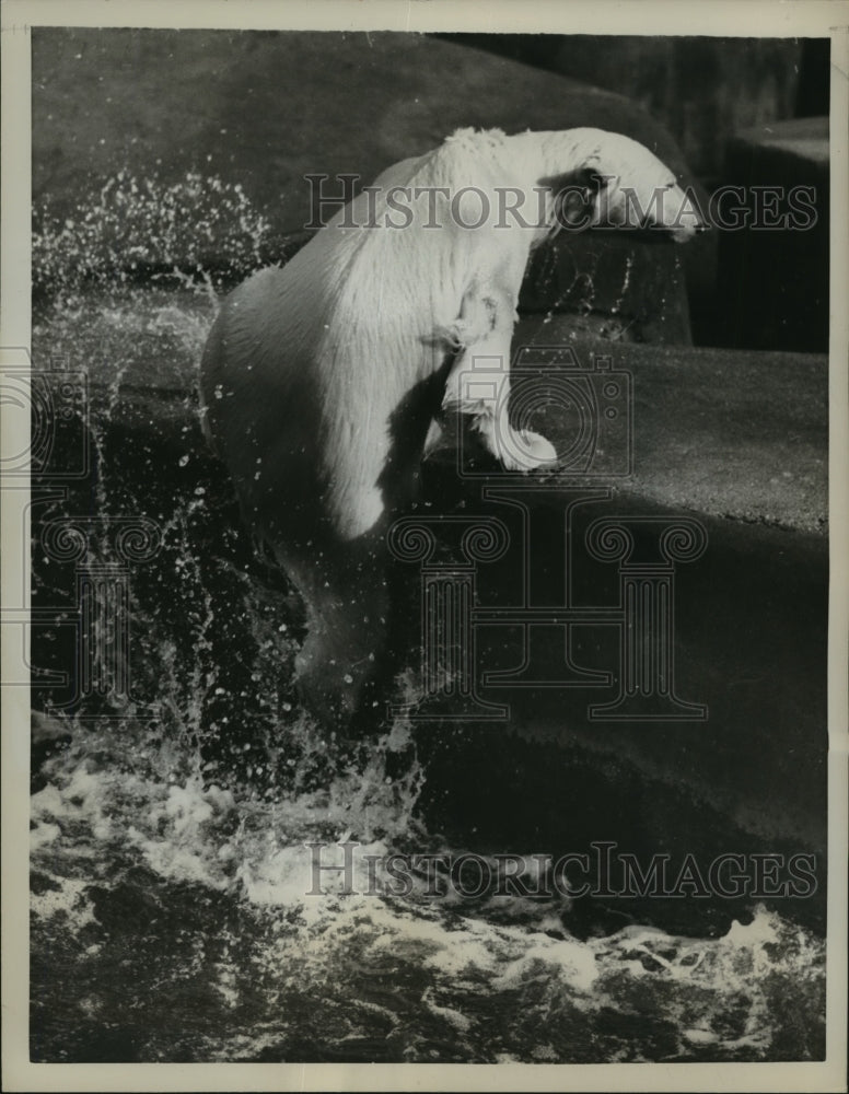  Press Photo Polar Bear Rises From Water in Paris, France- Historic Images