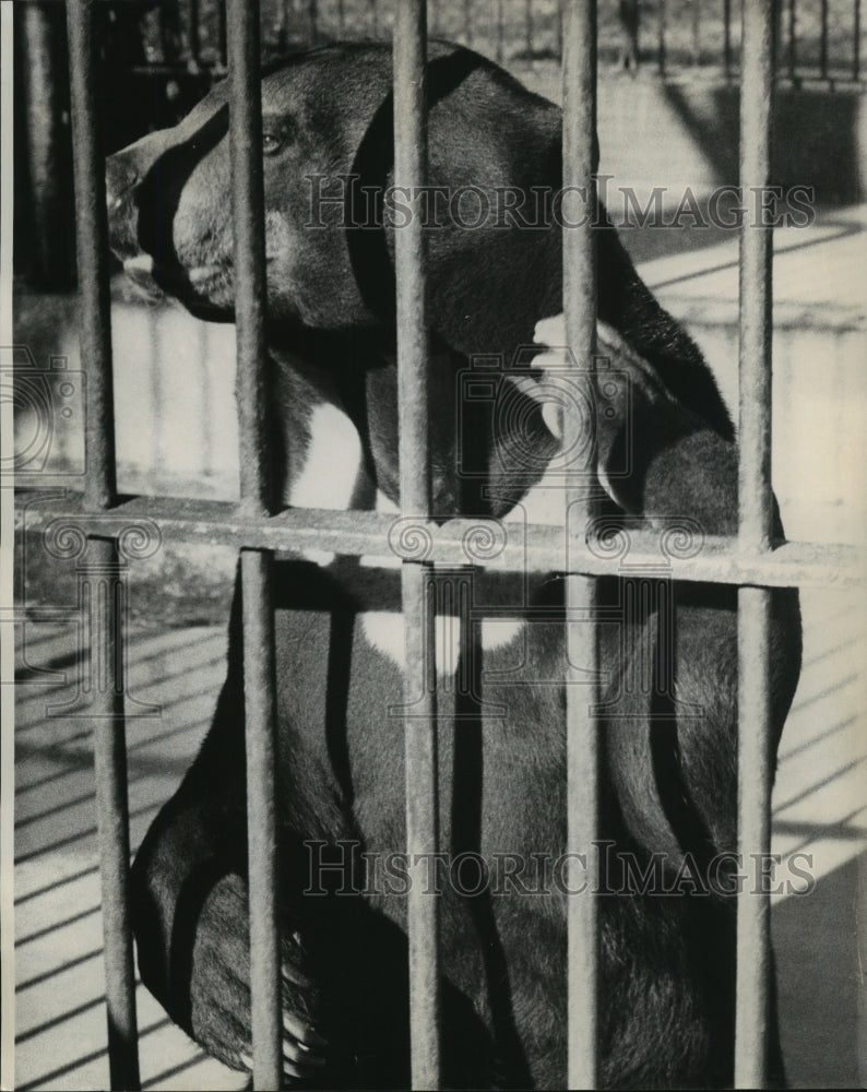 1975 Press Photo Bear looking out at the sun through cage bars- Historic Images