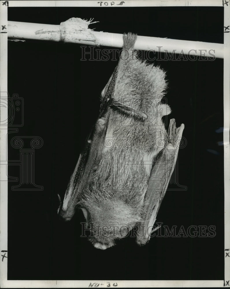 1959 Press Photo Hibernating Bat Hangs Upside Down- Historic Images