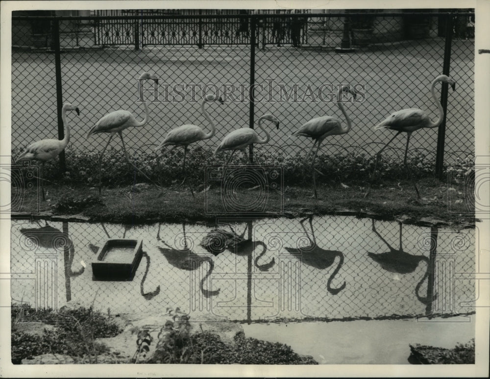 1958 Press Photo Flamingos parade alongside their pool at the Rome Zoo