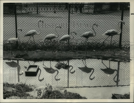 1958 Press Photo Flamingos parade alongside their pool at the Rome Zoo
