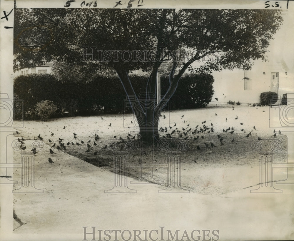 1970 Press Photo Robins seen by residents of Lakeview area, signs of spring
