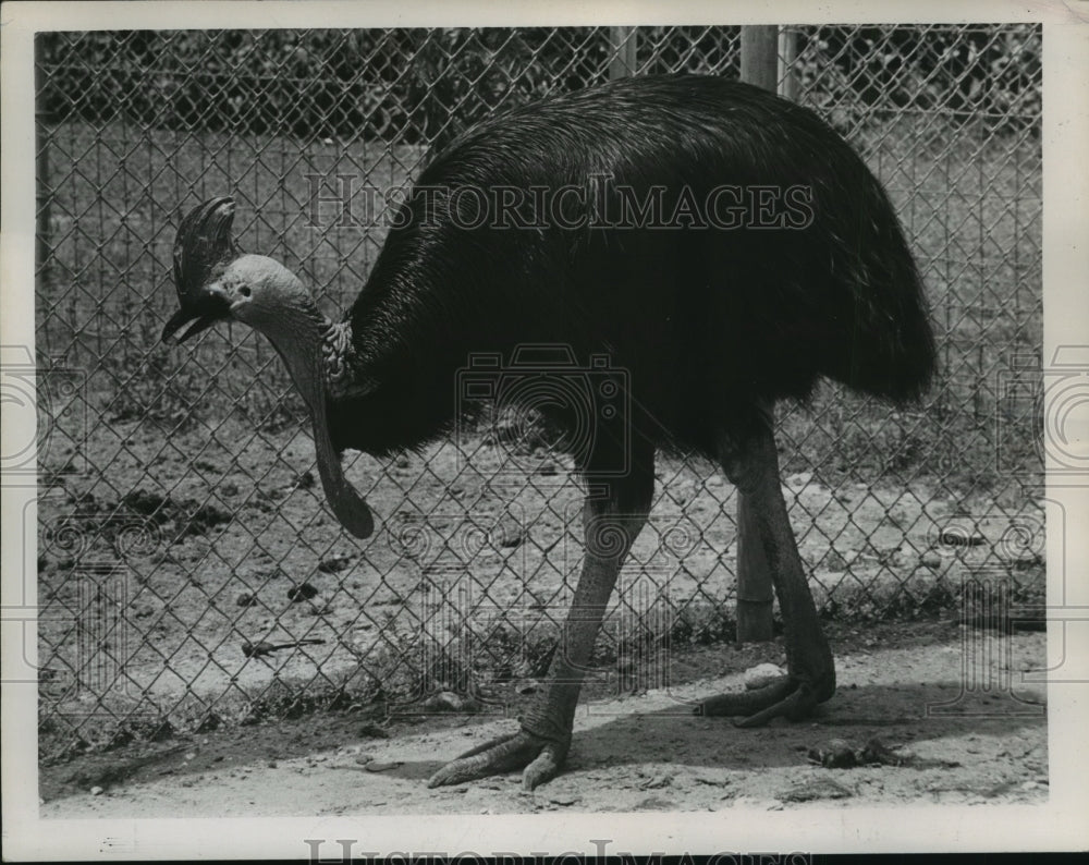  Press Photo Audobon Park zoo&#39;s cassoway, an Australian bird- Historic Images