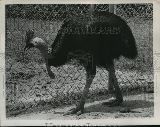  Press Photo Audobon Park zoo's cassoway, an Australian bird- Historic Images