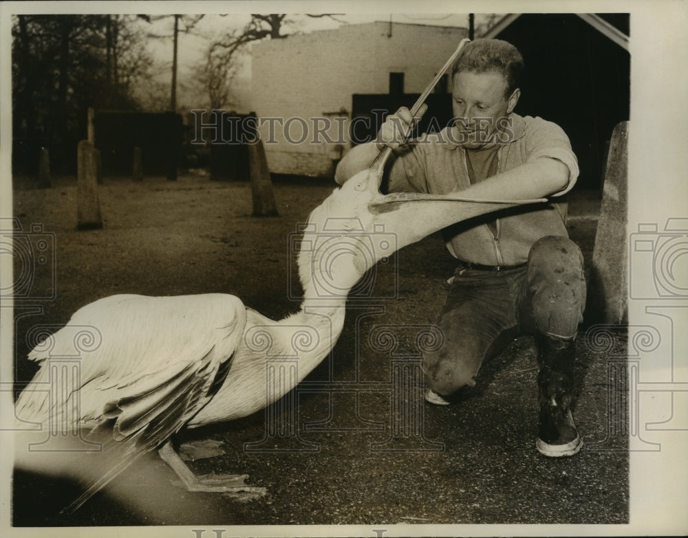 1961 Press Photo Jack Young inspects pelican&#39;s beak, Chessington, England- Historic Images