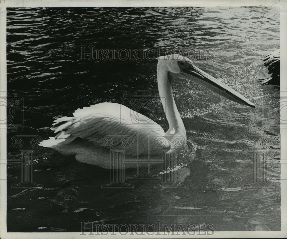 1954 Press Photo Pelican swims in the water - noa36407- Historic Images