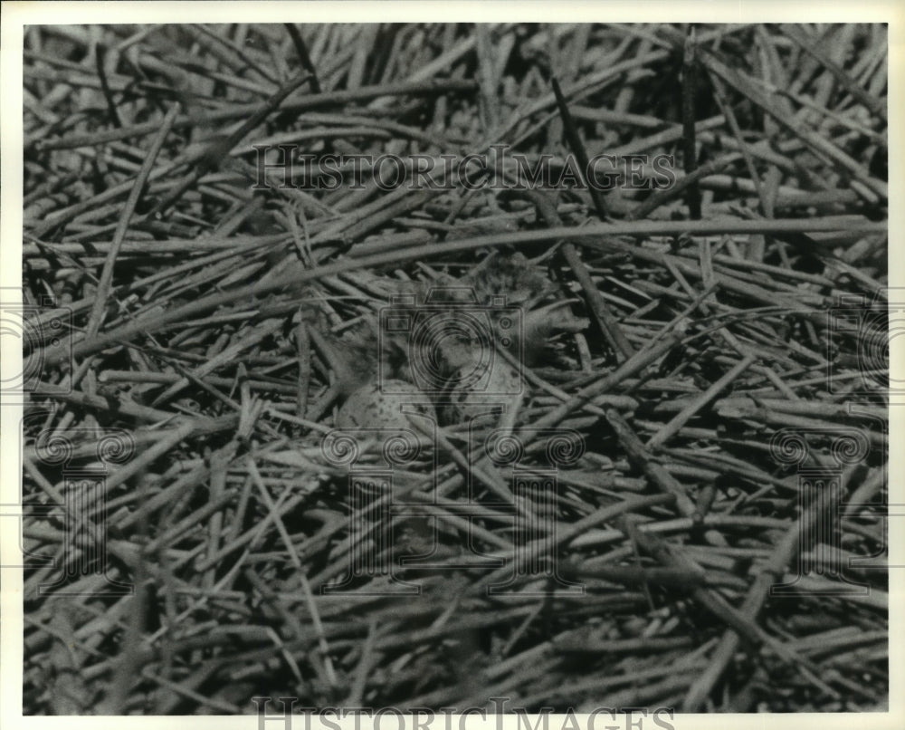  Press Photo Birds hatching from Eggs in Nest- Historic Images