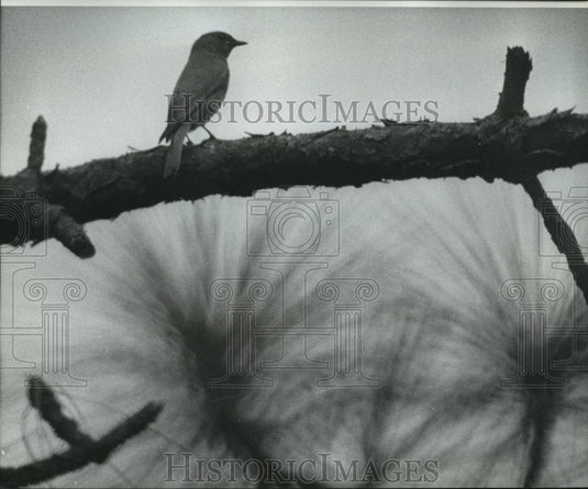  Press Photo Bird resting on Tree Limb- Historic Images