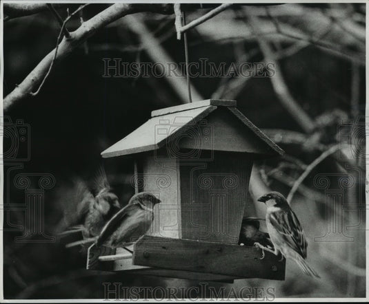 Press Photo Birds feeding at Birdhouse Feeder - noa36745- Historic Images
