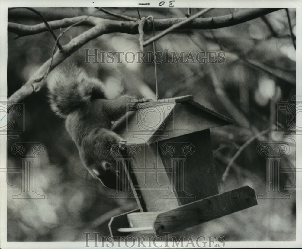  Press Photo Squirrel trying to find a place to step at a Birdhouse- Historic Images