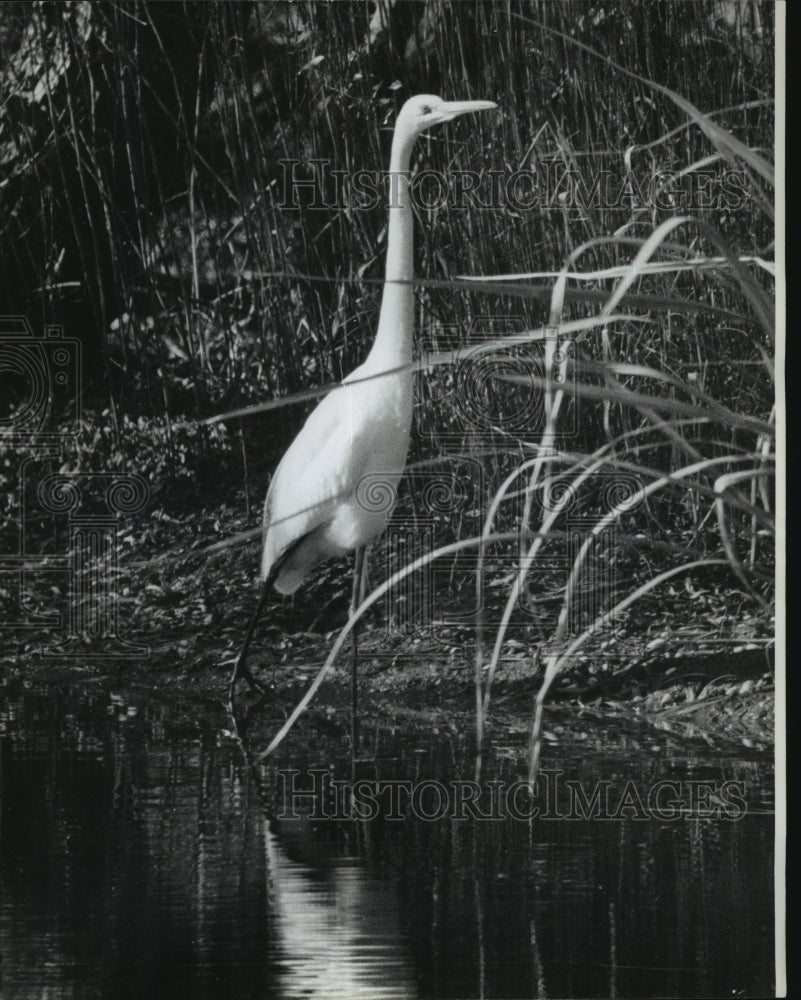  Press Photo Great Egret standing at the edge of a pond- Historic Images